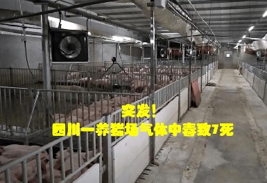四川一养猪场发生化粪池气体中毒事故，，，，，，，威廉希尔气体检测仪守护安全